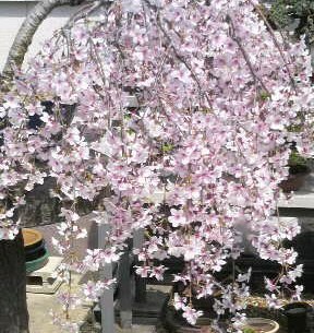 桜.jpg